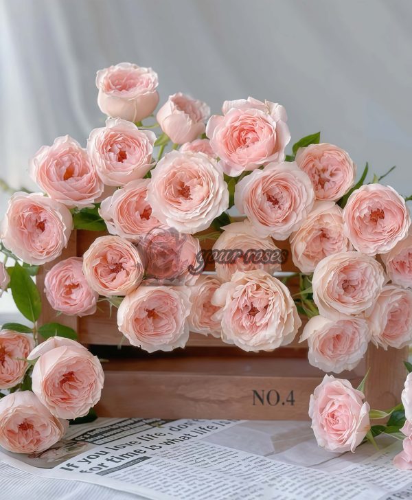 Jade Fat Rose for sale丨Your roses