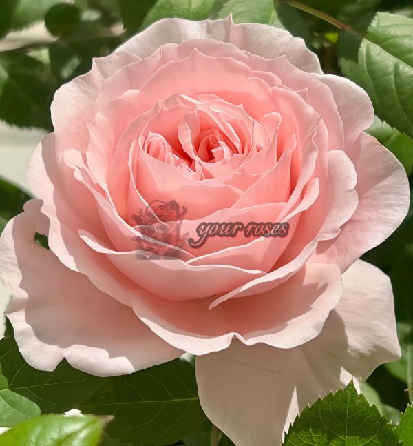 Jade Fat Rose丨Your roses