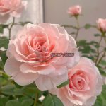 Jade Fat Rose plant丨Your roses