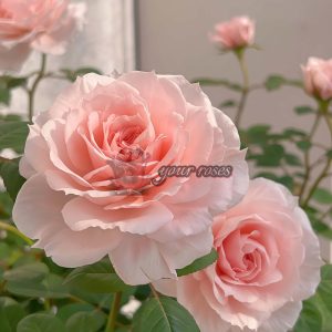 Jade Fat Rose plant丨Your roses
