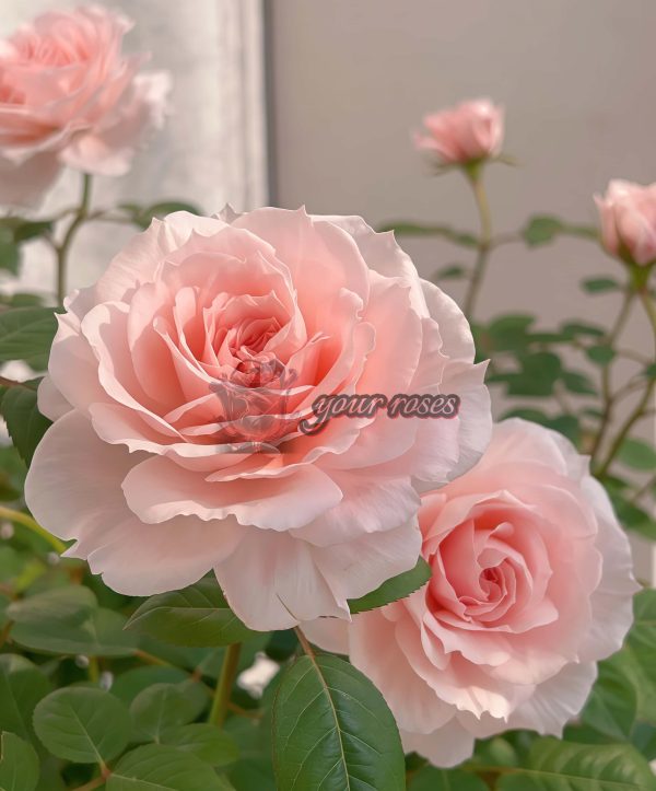 Jade Fat Rose plant丨Your roses