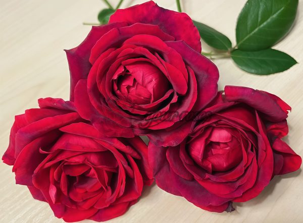 Jubilé Papa Meiland Rose丨Your roses