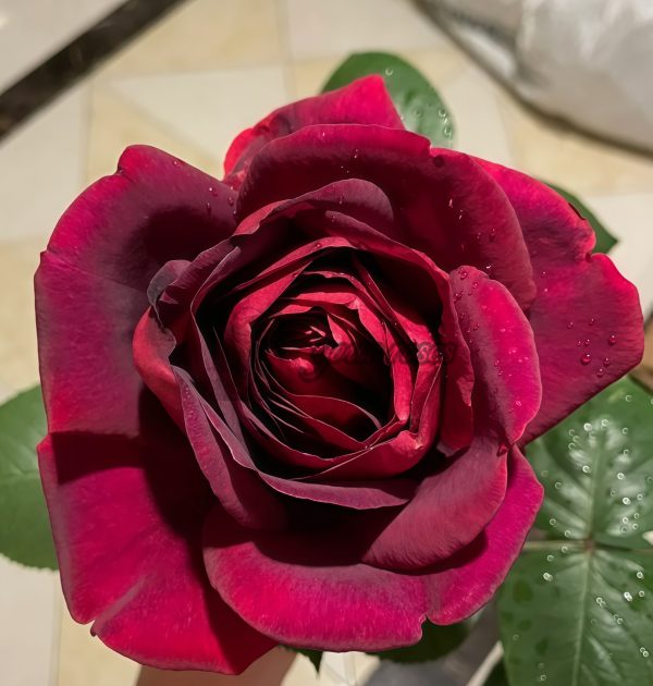 Jubilé Papa Meiland Rose plant丨Your roses