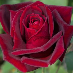 Jubilé Papa Meiland Rose丨Your roses