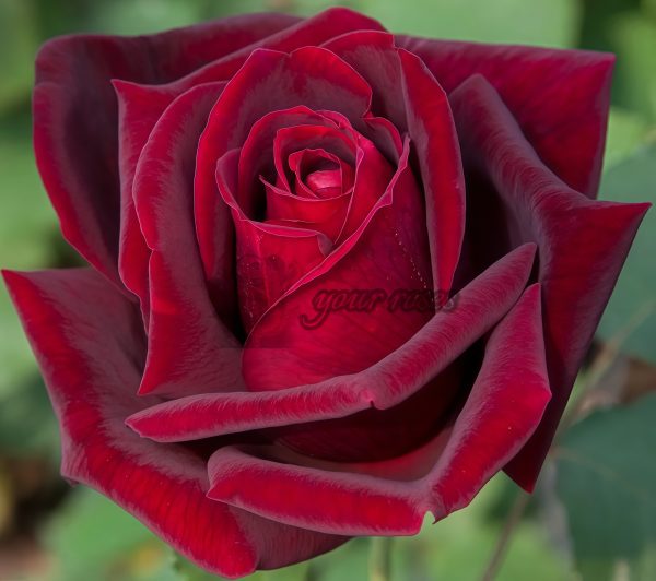 Jubilé Papa Meiland Rose丨Your roses