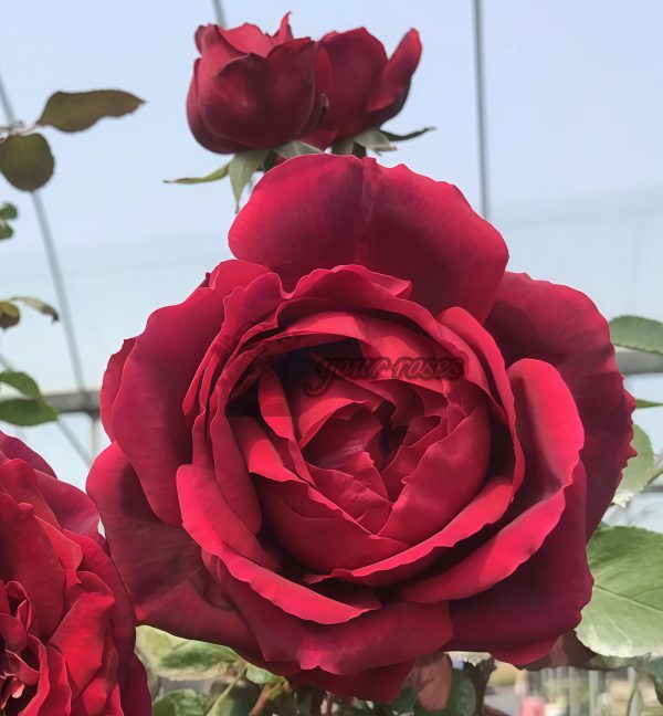Jubilé Papa Meiland Rose for sale丨Your roses