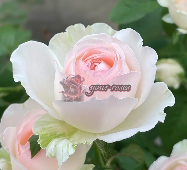 Lady Raphaela Rose for sale丨Your roses