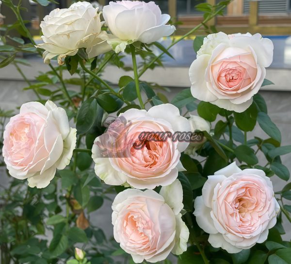 Lady Raphaela Rose丨Your roses
