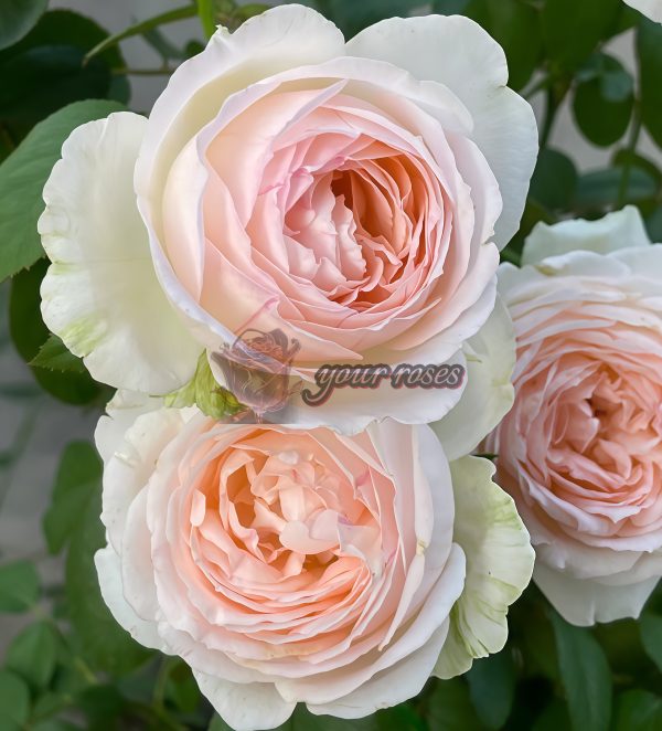 Lady Raphaela Rose plant丨Your roses