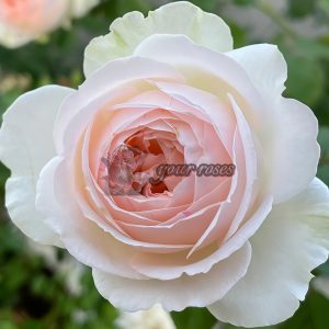 Lady Raphaela Rose丨Your roses