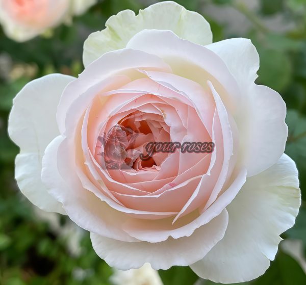 Lady Raphaela Rose丨Your roses