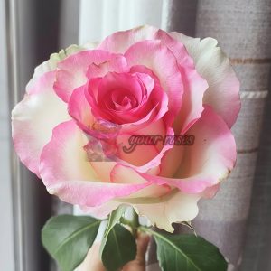 Like No Other Rose for sale丨Your roses