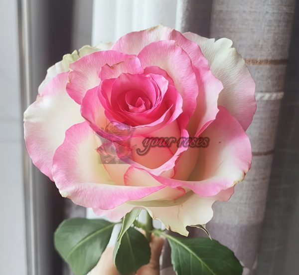 Like No Other Rose for sale丨Your roses