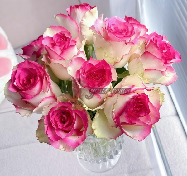 Like No Other Rose丨Your roses
