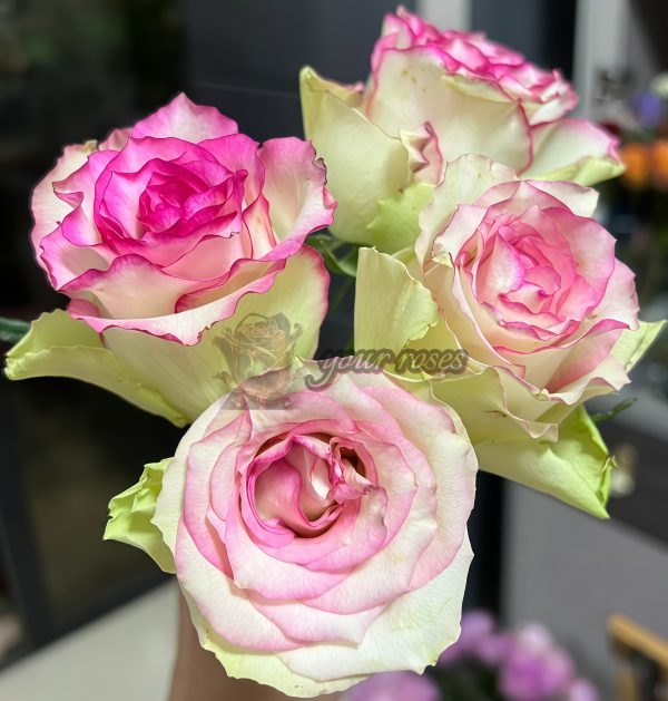 Like No Other Rose plant丨Your roses