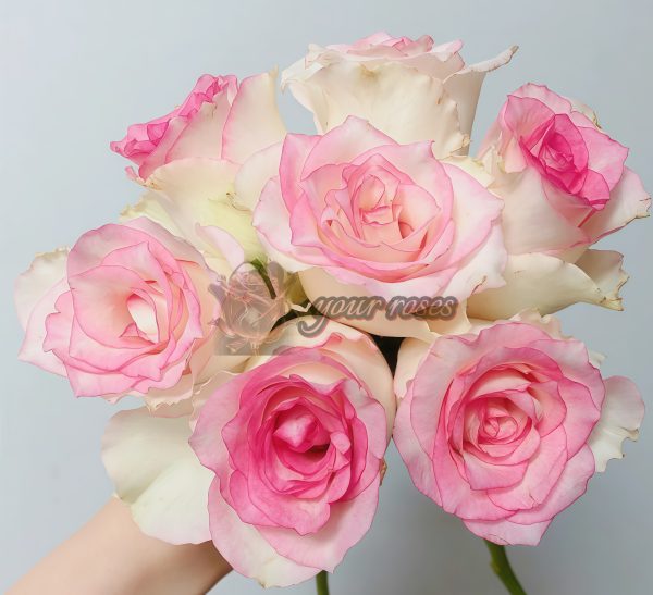 Like No Other Rose丨Your roses