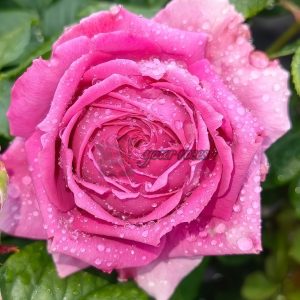 M-Nostalgic Elegance Rose plant丨Your roses