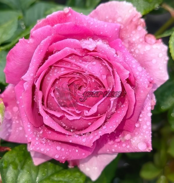 M-Nostalgic Elegance Rose plant丨Your roses