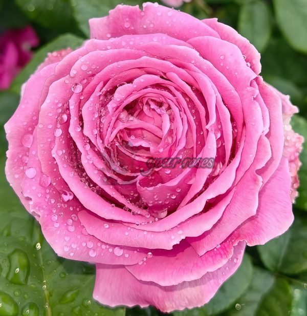 M-Nostalgic Elegance Rose丨Your roses