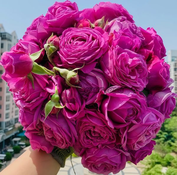 M-Nostalgic Elegance Rose for sale丨Your roses