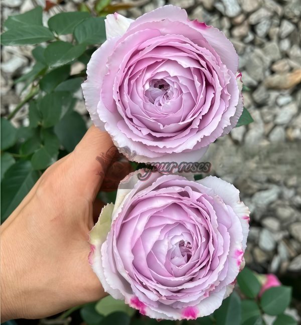 Madam Kayoko Rose for sale丨Your roses