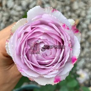 Madam Kayoko Rose丨Your roses