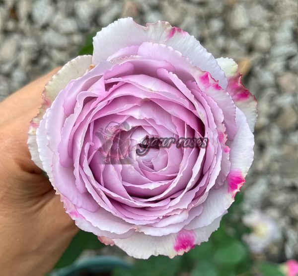 Madam Kayoko Rose丨Your roses