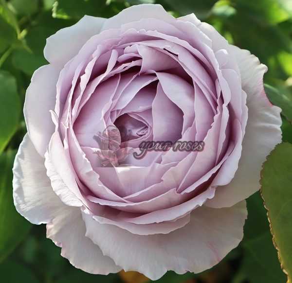 Madam Kayoko Rose plant丨Your roses