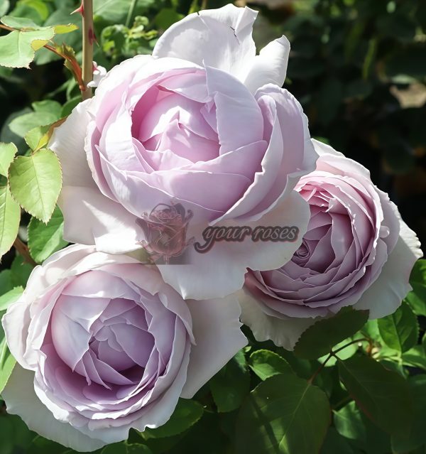 Madam Kayoko Rose丨Your roses