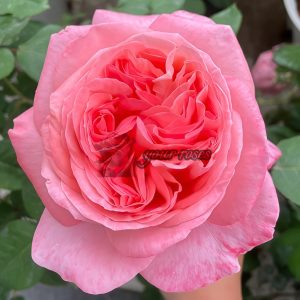 Mademoiselle Meiland Rose plant丨Your roses