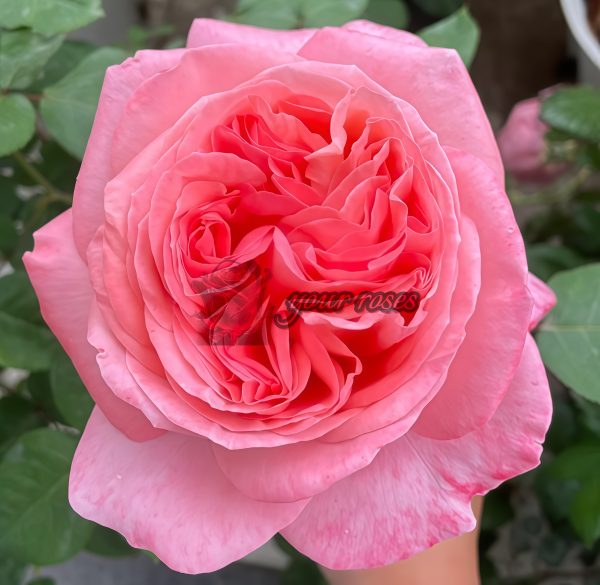 Mademoiselle Meiland Rose plant丨Your roses