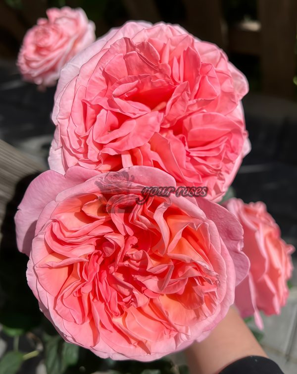 Mademoiselle Meiland Rose丨Your roses