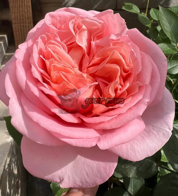 Mademoiselle Meiland Rose for sale丨Your roses