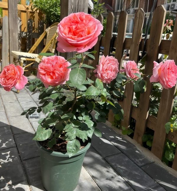 Mademoiselle Meiland Rose丨Your roses