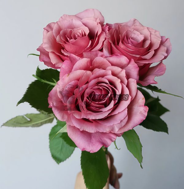 Magic Silver Rose丨Your roses