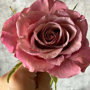 Magic Silver Rose丨Your roses