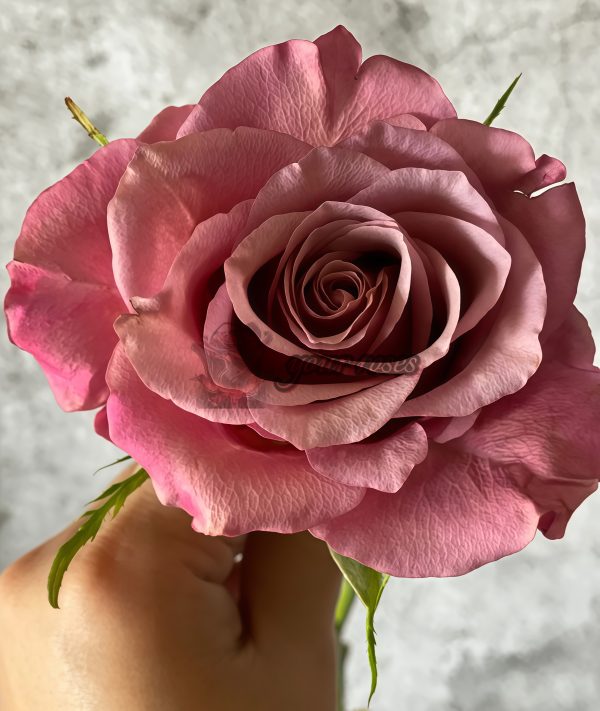 Magic Silver Rose丨Your roses