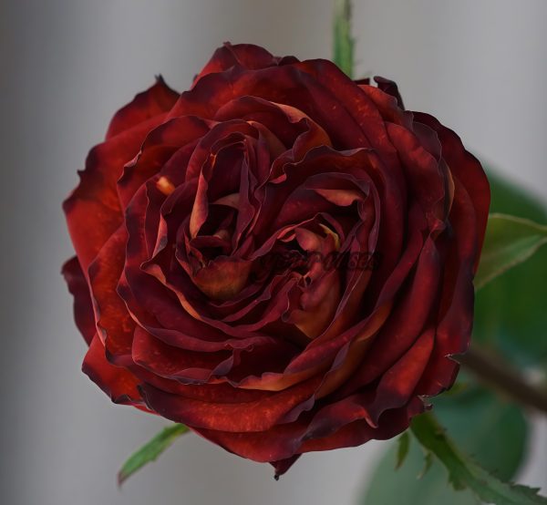Meteorite Rose for sale丨Your roses