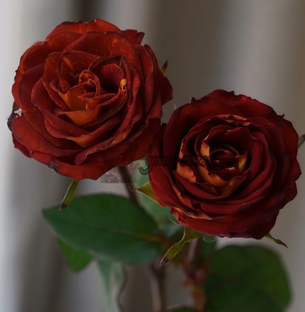 Meteorite Rose丨Your roses