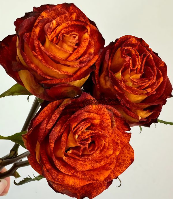 Meteorite Rose plant丨Your roses