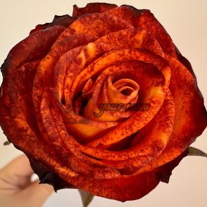 Meteorite Rose丨Your roses