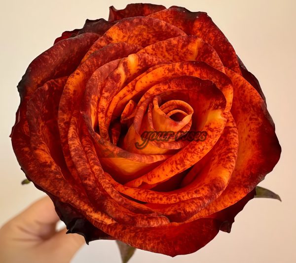 Meteorite Rose丨Your roses