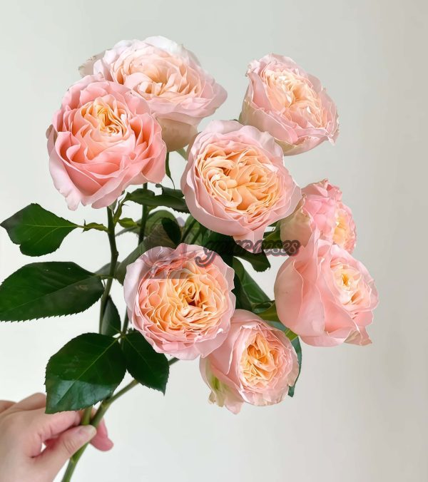 Mickey Bubble Rose丨Your roses