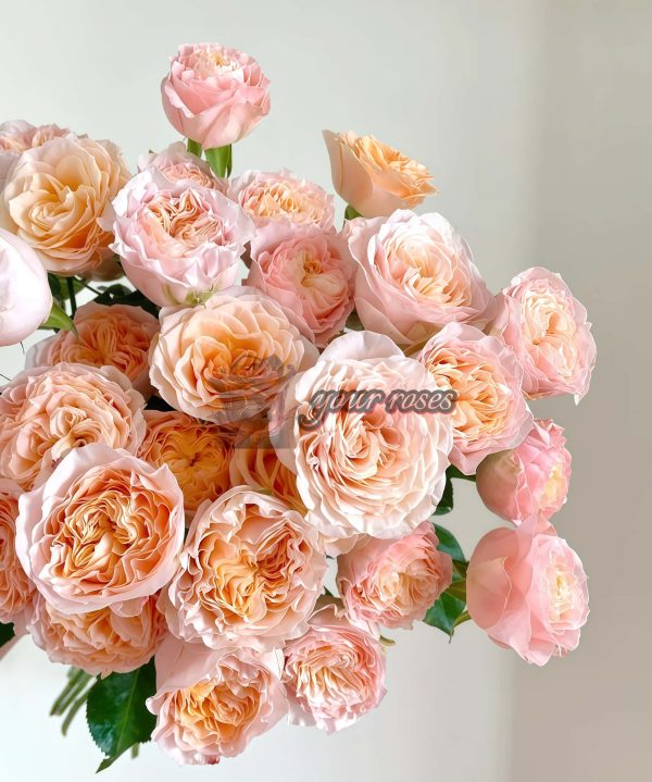 Mickey Bubble Rose plant丨Your roses