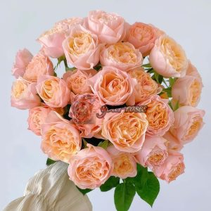 Mickey Bubble Rose丨Your roses