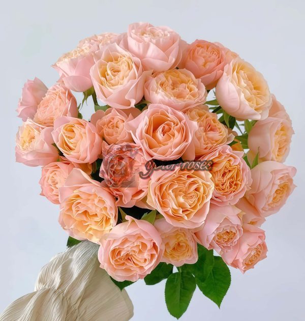 Mickey Bubble Rose丨Your roses