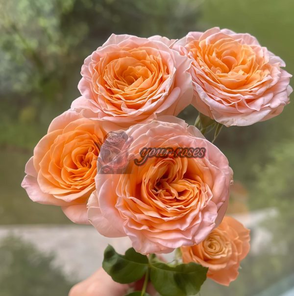 Mickey Bubble Rose for sale丨Your roses
