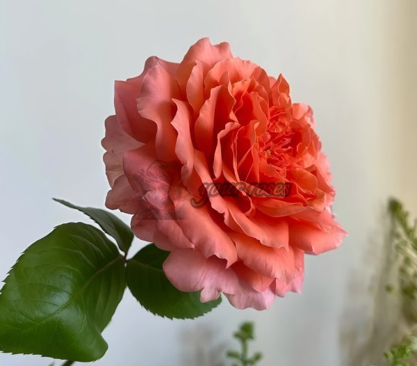 Morgen Lot Rose for sale丨Your roses