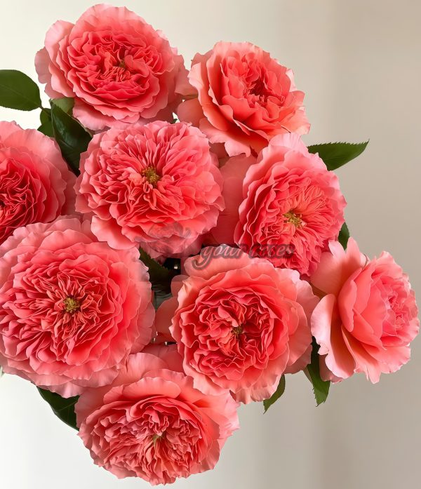 Morgen Lot Rose丨Your roses