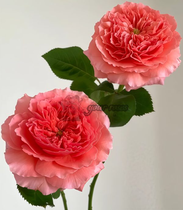 Morgen Lot Rose plant丨Your roses
